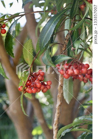 赤い実をつけたマンリョウ 133857007