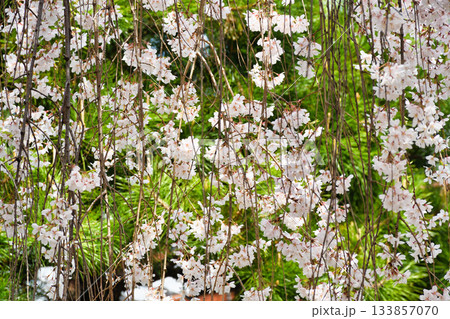 京都 本満寺の枝垂れ桜(京都府京都市上京区) 京都 本満寺の枝垂れ桜(京都府京都市上京区) 133857070