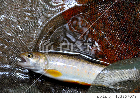 乙女鉱山の脇を流れる荒川で釣れた色の白い綺麗な岩魚 乙女鉱山の脇を流れる荒川で釣れた色の白い綺麗な岩魚 133857078