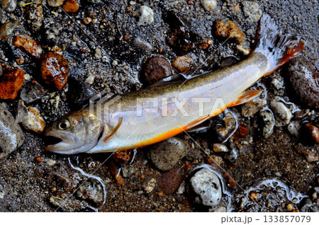 乙女鉱山の脇を流れる荒川で釣れた色の白い綺麗な岩魚 乙女鉱山の脇を流れる荒川で釣れた色の白い綺麗な岩魚 133857079