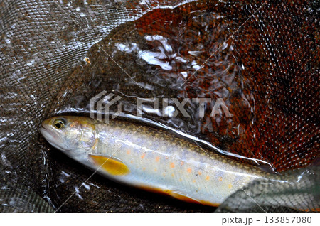 乙女鉱山の脇を流れる荒川で釣れた色の白い綺麗な岩魚 133857080