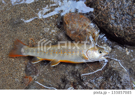 乙女鉱山の脇を流れる荒川で釣れた色の白い綺麗な岩魚 乙女鉱山の脇を流れる荒川で釣れた色の白い綺麗な岩魚 133857085