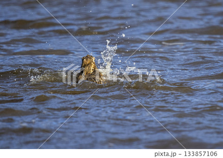 European hare enjoying a sunny day near the water in Eempolder, Eemnes, Netherlands European hare enjoying a sunny day near the water in Eempolder, Eemnes, Netherlands 133857106