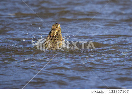 European hare swims through the waters of Eempolder in Eemnes, Netherlands, showcasing its agility and adaptability during the day European hare swims through the waters of Eempolder in Eemnes, Netherlands, showcasing its agility and adaptability during the day 133857107