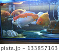 水槽で泳ぐ、優雅な金魚たち 133857163