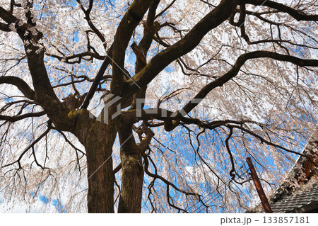 京都 本満寺の枝垂れ桜(京都府京都市上京区) 京都 本満寺の枝垂れ桜(京都府京都市上京区) 133857181