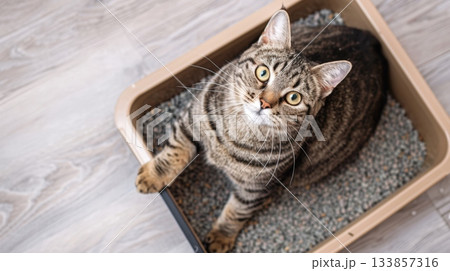 Cat sitting in a litter box with filler 133857316
