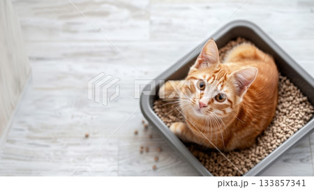 Cat sitting in a litter box with filler 133857341