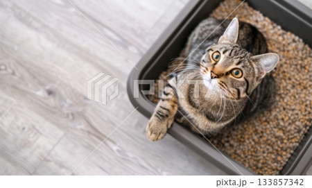 Cat sitting in a litter box with filler 133857342