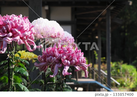 秋の鎌倉 回春院(建長寺塔頭)の菊 秋の鎌倉 回春院(建長寺塔頭)の菊 133857400