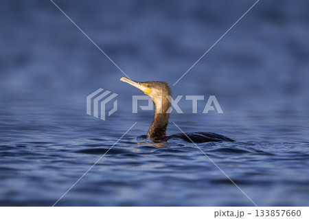 Cormorant swimming in serene waters of the Netherlands during the golden hour 133857660