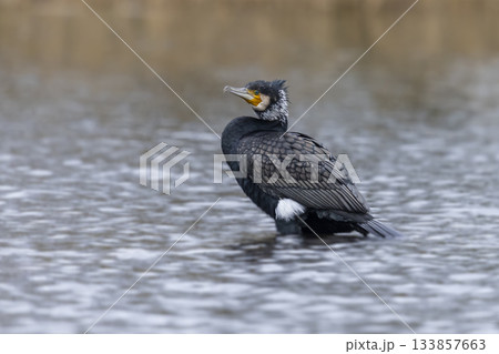 Great cormorant standing in calm water in the Netherlands during late afternoon light Great cormorant standing in calm water in the Netherlands during late afternoon light 133857663