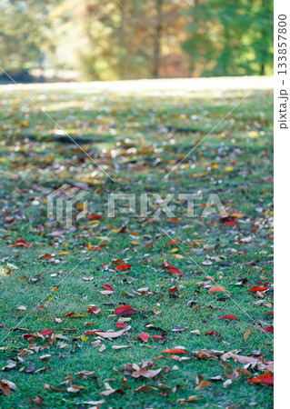 秋色が散りばめられた朝の芝生 133857800