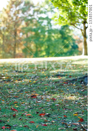 秋色が散りばめられた朝の芝生 133857801