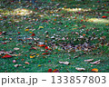 秋色が散りばめられた朝の芝生 133857803