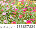 色とりどりのポーチュラカの花畑 133857829