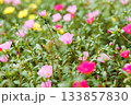 色とりどりのポーチュラカの花畑 133857830