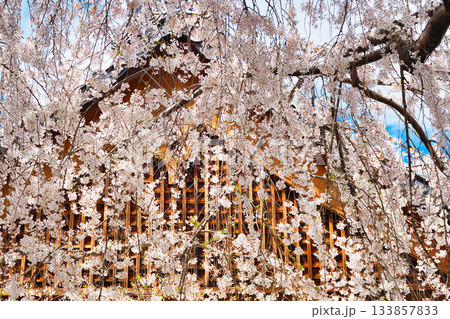 京都 本満寺の枝垂れ桜(京都府京都市上京区) 京都 本満寺の枝垂れ桜(京都府京都市上京区) 133857833