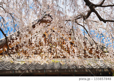 京都 本満寺の枝垂れ桜(京都府京都市上京区) 京都 本満寺の枝垂れ桜(京都府京都市上京区) 133857848