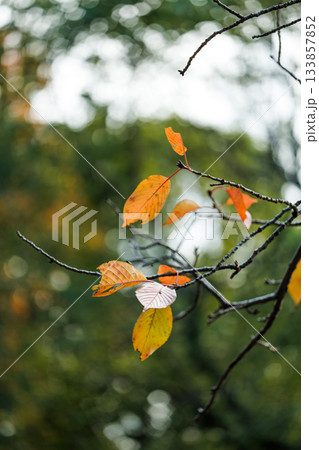 秋の枝葉　紅葉した落葉樹の葉と自然背景 133857852