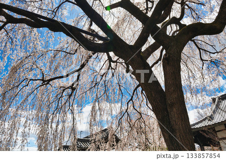 京都 本満寺の枝垂れ桜(京都府京都市上京区) 京都 本満寺の枝垂れ桜(京都府京都市上京区) 133857854