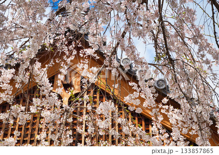 京都 本満寺の枝垂れ桜(京都府京都市上京区) 京都 本満寺の枝垂れ桜(京都府京都市上京区) 133857865