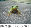 地面に視線を落とす、小さなカエルの驚き 133857896