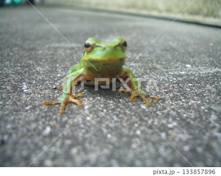 地面に視線を落とす、小さなカエルの驚き 133857896