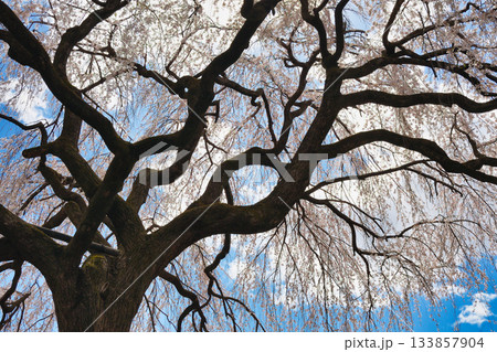 京都　本満寺の枝垂れ桜（京都府京都市上京区） 133857904