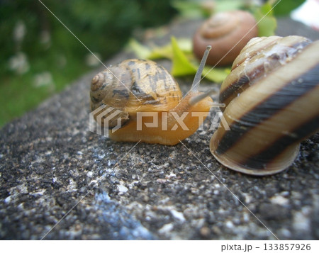 梅雨の静穏な午後の小さな訪問者 梅雨の静穏な午後の小さな訪問者 133857926
