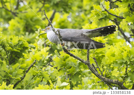 Common cuckoo perched on a branch in vibrant green foliage in the Netherlands during springtime 133858138