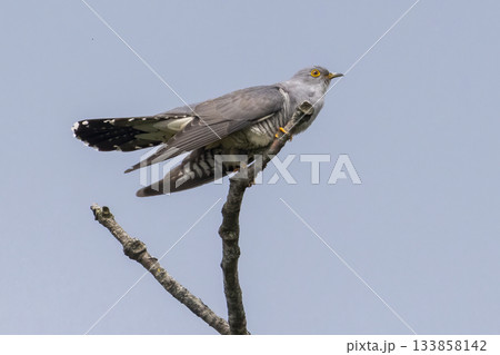 Cuckoo perched on a branch under the clear sky in the Netherlands during springtime 133858142
