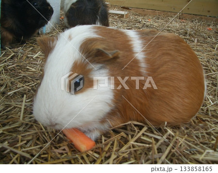 牧草の上で人参を食べるモルモットの癒やし 牧草の上で人参を食べるモルモットの癒やし 133858165