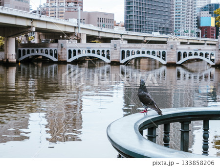 水辺の手すりに佇む鳩と歴史的な橋のアーチ 133858206