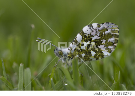 Orange tip butterfly resting on green grass in the Netherlands during springtime 133858279