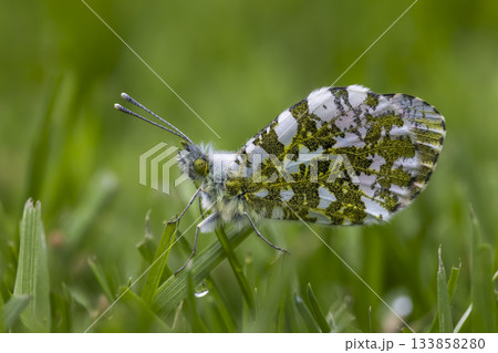 Orange tip butterfly resting on green grass in the Netherlands during springtime Orange tip butterfly resting on green grass in the Netherlands during springtime 133858280