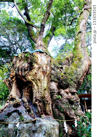 【静岡】冬の熱海 来宮神社の境内の大楠 【静岡】冬の熱海 来宮神社の境内の大楠 133858505