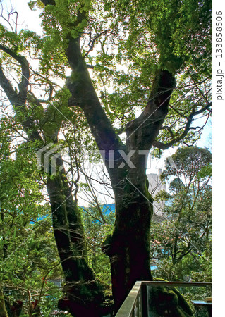 【静岡】冬の熱海 来宮神社の境内の大楠 【静岡】冬の熱海 来宮神社の境内の大楠 133858506