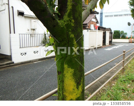 苔むした街路樹 133858556