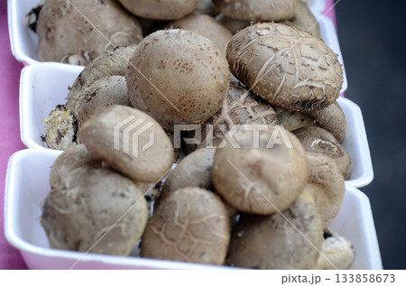 椎茸 椎茸 133858673