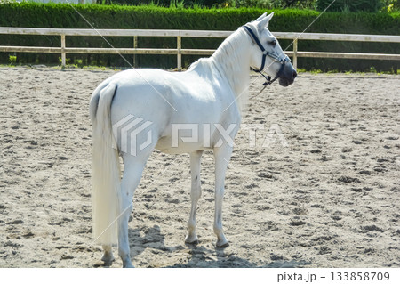 馬場を気持ち良さそうに走る白馬 馬場を気持ち良さそうに走る白馬 133858709