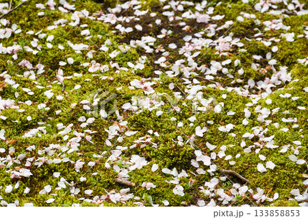 京都　本満寺の散り桜（京都府京都市上京区） 133858853