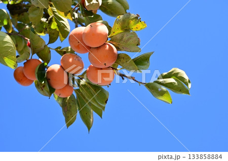 カキノキ（カキノキ科）落葉小高木 133858884