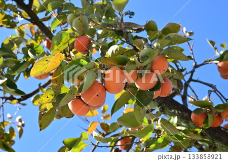カキノキ（カキノキ科）落葉小高木 133858921