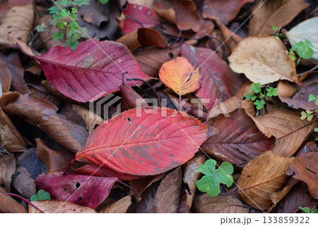 落ち葉の風景 133859322