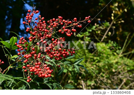 ナンテン（メギ科）の赤い実 133860408