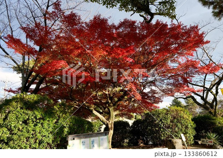 三重県桑名市_九華公園紅葉4_2024年12月 133860612
