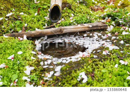 京都　本満寺の散り桜（京都府京都市上京区） 133860648