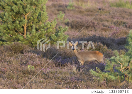 Roe deer in Westerheide heathland showcasing natural beauty during the golden hour Roe deer in Westerheide heathland showcasing natural beauty during the golden hour 133860718