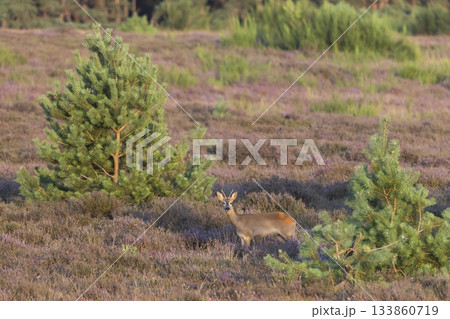 Roe deer foraging in Westerheide heathland during a serene summer evening Roe deer foraging in Westerheide heathland during a serene summer evening 133860719